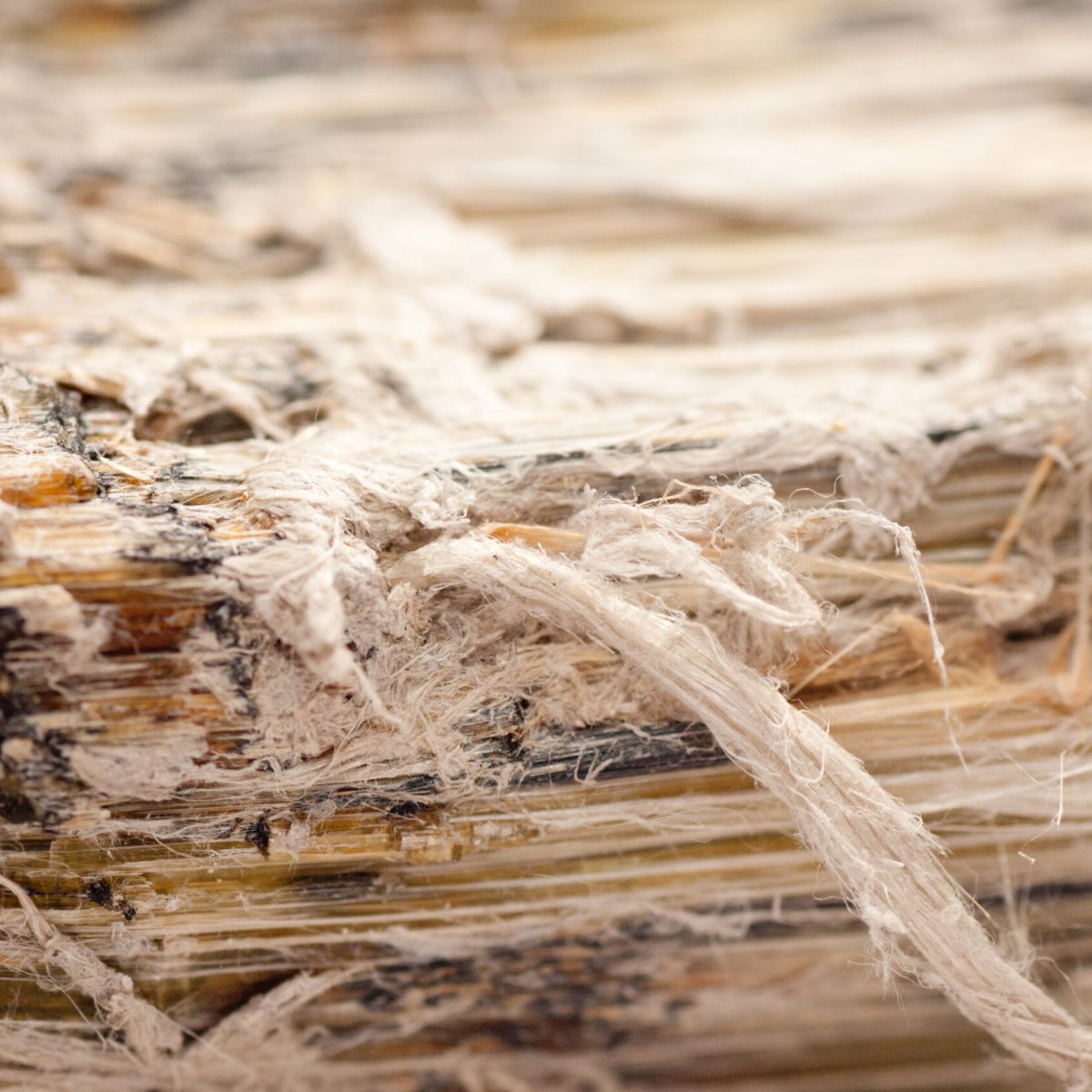 asbestos chrysotile fibers that cause lung disease, COPD, lung cancer, mesothelioma